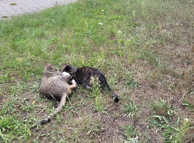 Mit Terrasse - 10 Minuten Von Templin Apartment *