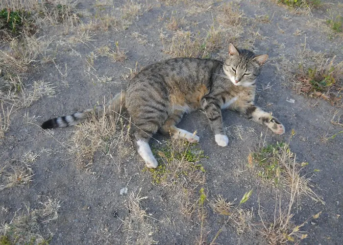 Mit Terrasse - 10 Minuten Von Templin